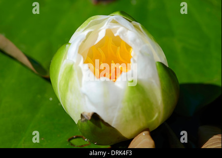 Weiße Seerose (Nymphaea Alba) Stockfoto