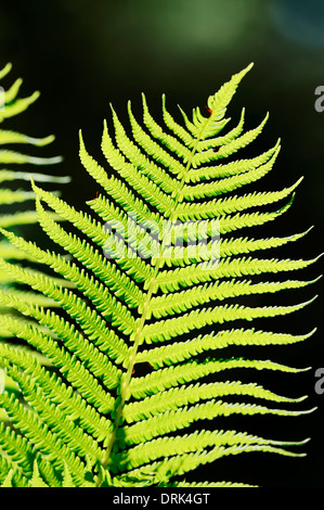 Adlerfarn (Pteridium Aquilinum), Blatt, North Rhine-Westphalia, Germany Stockfoto