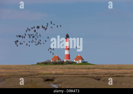 Herde von Ringelgänse (Branta Bernicla) während des Fluges mit dem Leuchtturm Westerheversand im Hintergrund. Halbinsel Eiderstedt Stockfoto