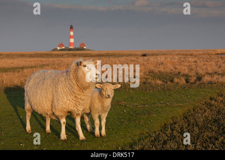 Hausschaf (Ovis Ammon Aries). Mutterschaf mit Lamm auf einem Salz-Sumpf mit dem Leuchtturm Westerheversand im Hintergrund. Halbinsel von Stockfoto