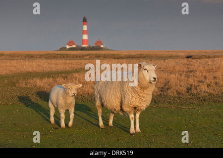 Hausschaf (Ovis Ammon Aries). Mutterschaf mit Lamm auf einem Salz-Sumpf mit dem Leuchtturm Westerheversand im Hintergrund. Halbinsel von Stockfoto