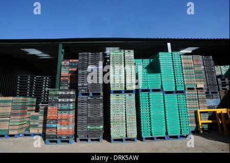 Oldroyds Rhabarber Bauernhof in Carlton in der Nähe von Wakefield in West Yorkshire, England uk Stockfoto