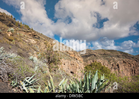 Caldera de Bandama, Gran Canaria, ist ein großer Hydrovolcanic-Krater, gebildet durch die Wechselwirkung von heißen Magma mit externen Wasser Stockfoto