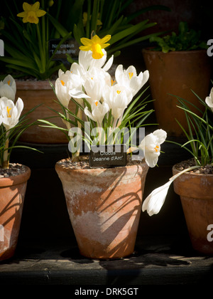 Krokus 'Jeanne d ' Arc"in Terrakotta-Blumentopf. Stockfoto