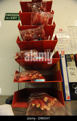 Oldroyds Rhabarber Bauernhof in Carlton in der Nähe von Wakefield in West Yorkshire, England uk Stockfoto