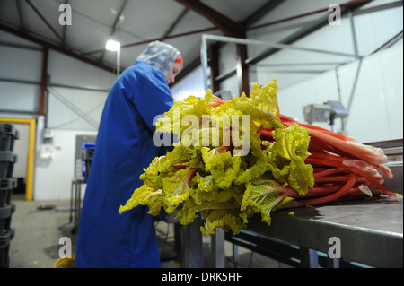 Rhabarber wird sortiert auf der Fertigungslinie in Oldroyds Rhabarber Bauernhof in Yorkshire, Großbritannien Stockfoto