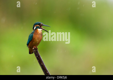 Eisvogel ruft im Regen Stockfoto