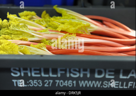 Rhabarber in Oldroyds Yorkshire Stockfoto