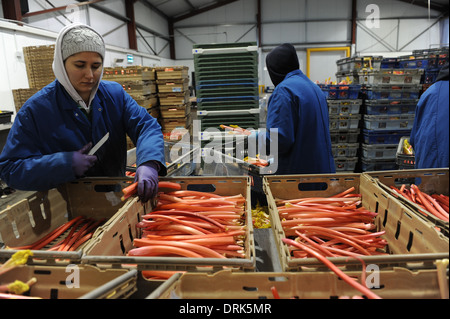 Rhabarber wird sortiert auf der Fertigungslinie in Oldroyds Rhabarber Bauernhof in Yorkshire, Großbritannien Stockfoto