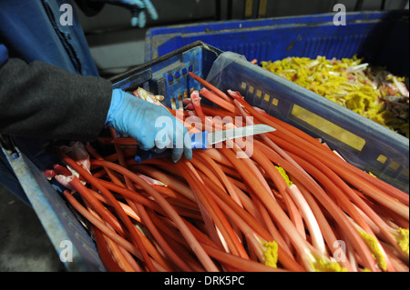Rhabarber wird sortiert auf der Fertigungslinie in Oldroyds Rhabarber Bauernhof in Yorkshire, Großbritannien Stockfoto
