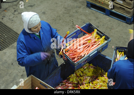 Rhabarber wird sortiert auf der Fertigungslinie in Oldroyds Rhabarber Bauernhof in Yorkshire, Großbritannien Stockfoto