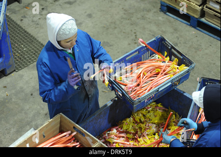 Rhabarber wird sortiert auf der Fertigungslinie in Oldroyds Rhabarber Bauernhof in Yorkshire, Großbritannien Stockfoto