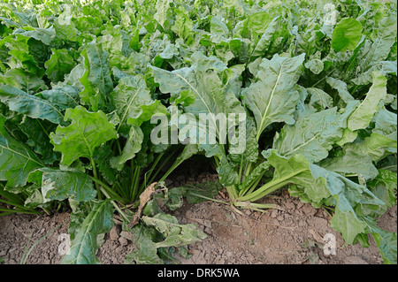 Zuckerrübe (Beta Vulgaris ssp. Vulgaris var. Altissima) Stockfoto