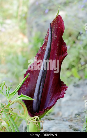 Voodoo Lilie, Schlange Lily, schwarz Arum, Black Dragon, Dragon Arum, Dragonwort, Dragon Flower (Dracunculus Vulgaris) Stockfoto