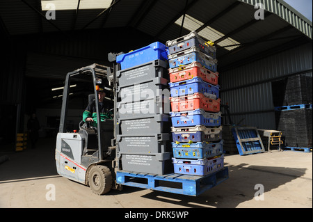 Oldroyds Rhabarber Bauernhof in Carlton in der Nähe von Wakefield in West Yorkshire, England uk Stockfoto