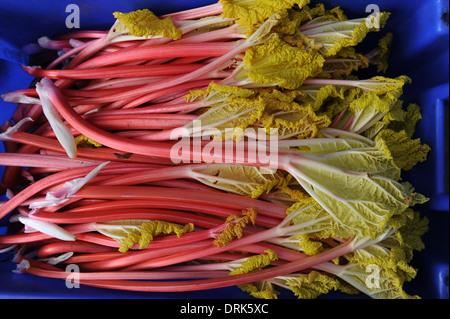 Rhabarber in Oldroyds Yorkshire Stockfoto