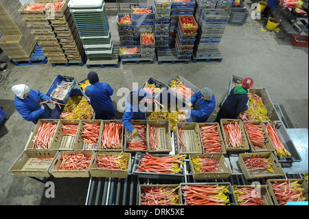 Rhabarber wird sortiert auf der Fertigungslinie in Oldroyds Rhabarber Bauernhof in Yorkshire, Großbritannien Stockfoto