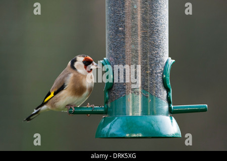 Stieglitz auf Zuführung in den Garten (mit Blick in den Rahmen) Stockfoto