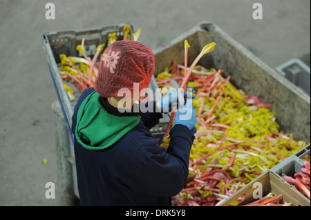 Rhabarber wird sortiert auf der Fertigungslinie in Oldroyds Rhabarber Bauernhof in Yorkshire, Großbritannien Stockfoto