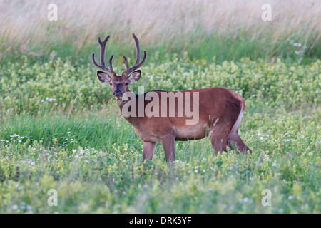 Rothirsch (Cervus Elaphus). Hirsch auf einer Wiese weiden. Scania. Schweden Stockfoto