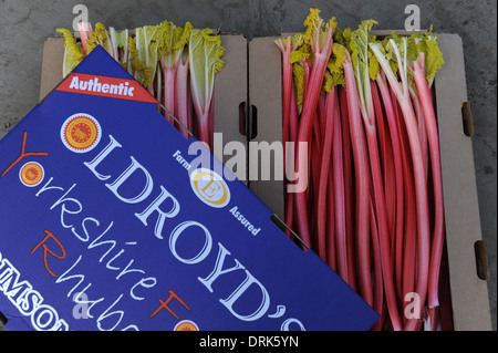 Rhabarber in Oldroyds Yorkshire Stockfoto