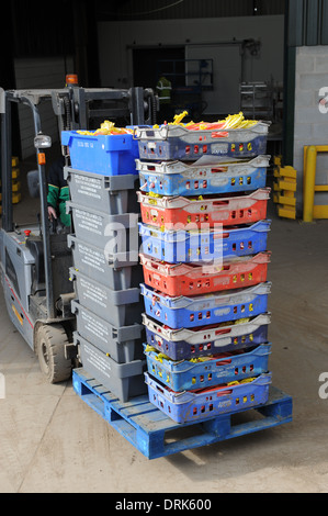 Oldroyds Rhabarber Bauernhof in Carlton in der Nähe von Wakefield in West Yorkshire, England uk Stockfoto