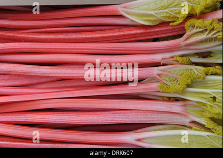 Rhabarber in Oldroyds Yorkshire Stockfoto