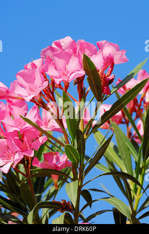 Oleander (Nerium Oleander), Griechenland, Europa Stockfoto