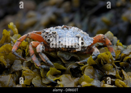 Grüne Ufer Krabbe, grüne Krabbe, North Atlantic Shore Krabbe (Carcinus Maenas) auf Algen. Deutschland Stockfoto