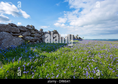 Glockenblumen auf Holwell Rasen Dartmoor National Park Devon Uk Stockfoto