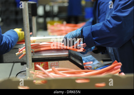 Rhabarber wird sortiert auf der Fertigungslinie in Oldroyds Rhabarber Bauernhof in Yorkshire, Großbritannien Stockfoto