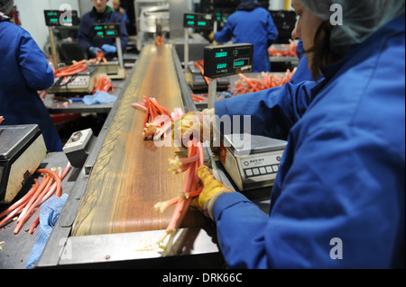 Rhabarber wird sortiert auf der Fertigungslinie in Oldroyds Rhabarber Bauernhof in Yorkshire, Großbritannien Stockfoto