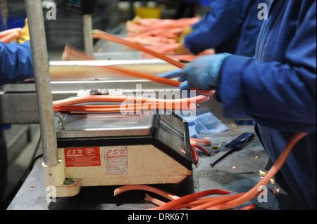 Rhabarber wird sortiert auf der Fertigungslinie in Oldroyds Rhabarber Bauernhof in Yorkshire, Großbritannien Stockfoto