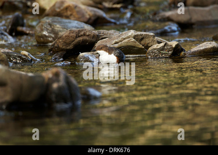 Dipper in Wasser Stockfoto