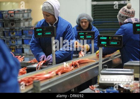 Rhabarber wird sortiert auf der Fertigungslinie in Oldroyds Rhabarber Bauernhof in Yorkshire, Großbritannien Stockfoto