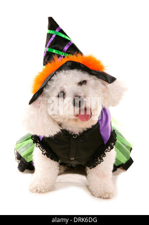 Bichon Frise in Halloween Kostüm gekleidet. Studio Bild vor einem weißen Hintergrund Stockfoto