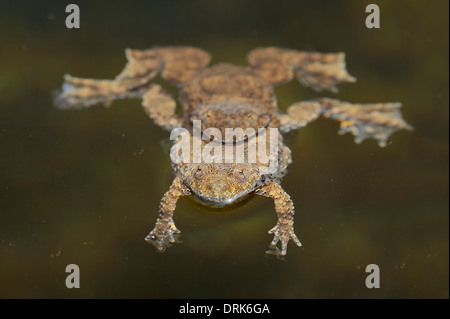 Gelbbauchunke (Geburtshelferkröte Variegata Scabra), koppeln, Paaren, Griechenland Stockfoto