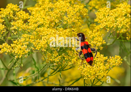 Biene-Käfer (Trichodes Apiarius), Griechenland, Europa Stockfoto