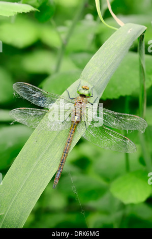 Green-Eyed Hawker oder Norfolk Hawker (Aeshna drehbar), Weiblich, Griechenland, Europa Stockfoto