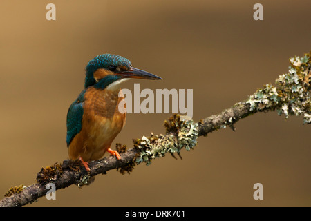 Eisvogel auf Flechten bedeckt Barsch 2 © Jake Stephen Photography. Stockfoto