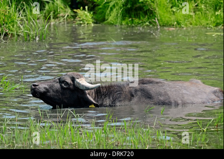 Asiatische Wasserbüffel oder Carabao (Bos Arnee, Bubalus Arnee) im Wasserloch, Griechenland, Europa Stockfoto