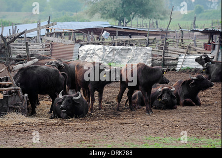 Asiatische Wasserbüffel oder Carabao (Bos Arnee, Bubalus Arnee), Gruppe, Griechenland, Europa Stockfoto