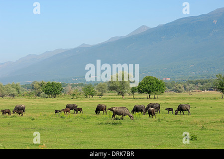 Asiatische Wasserbüffel oder Carabao (Bos Arnee, Bubalus Arnee) gruppieren auf Weide, Griechenland, Europa Stockfoto