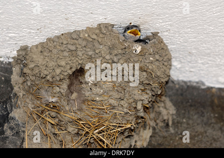 Junge Mehlschwalbe im Nest (Delichon Urbica), Griechenland, Europa Stockfoto