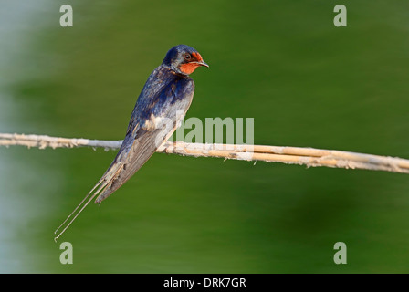 Rauchschwalbe (Hirundo Rustica), Griechenland, Europa Stockfoto