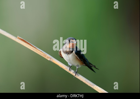 Rauchschwalbe (Hirundo Rustica), juvenile, Griechenland, Europa Stockfoto