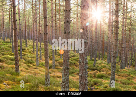 Scottish Highland Wald mit Morgensonne Stockfoto