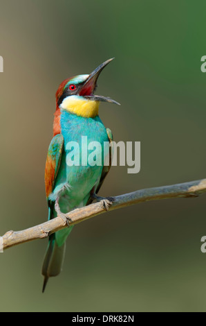 Europäische Bienenfresser (Merops Apiaster) mit offener Rechnung auf Ast, Griechenland, Europa Stockfoto