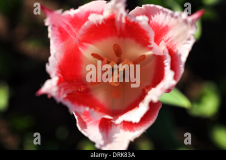 Eine rote mit weißen Tulpe Makro. Ansicht von oben Stockfoto