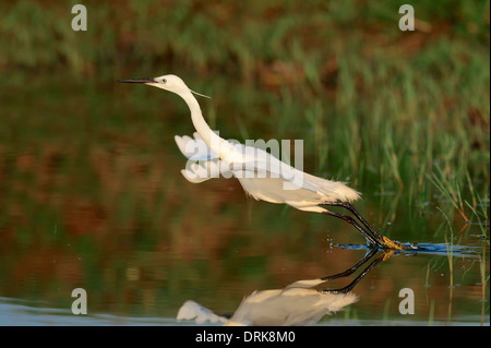 Kleiner Reiher, Griechenland (Egretta Garzetta), Griechenland, Europa Stockfoto